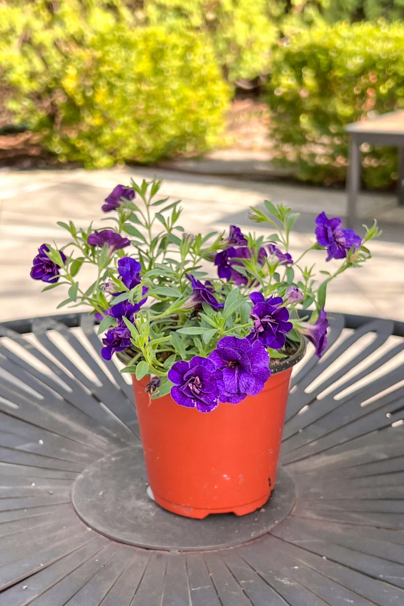 Calibrachoa, Mf Uno Dark Blue - Image 2