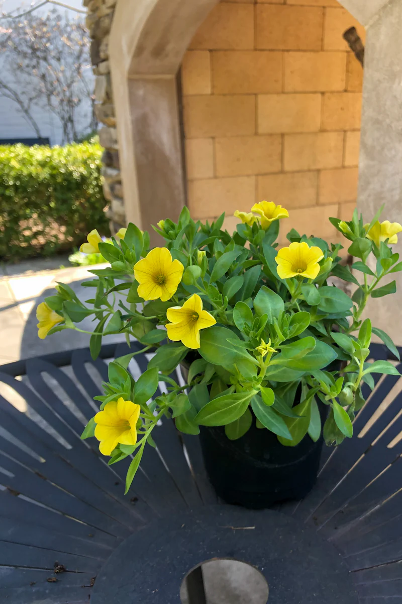 Calibrachoa, Mini Famous Uno Yellow - Image 2
