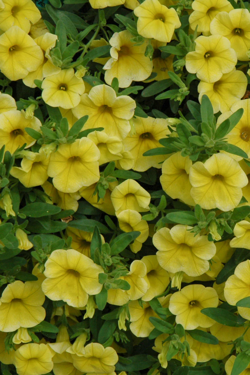 Calibrachoa, Mini Famous Uno Yellow - Image 3