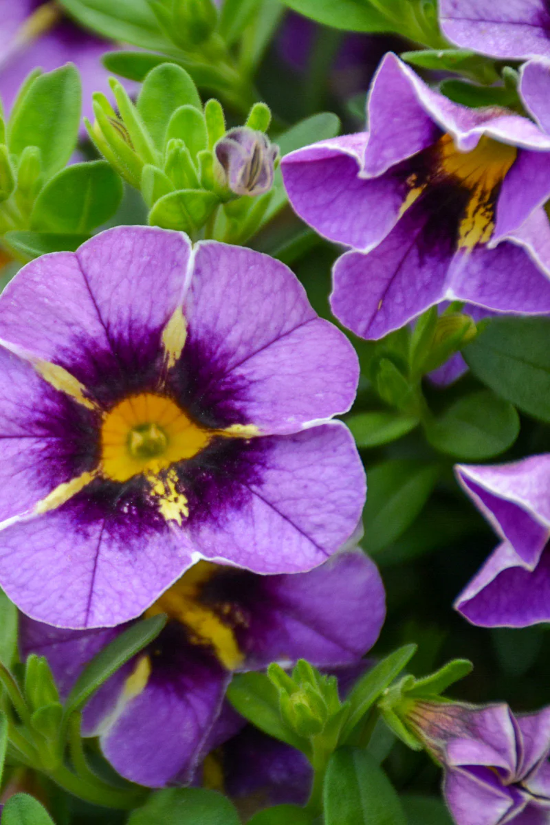 Calibrachoa, Evening Star - Image 2
