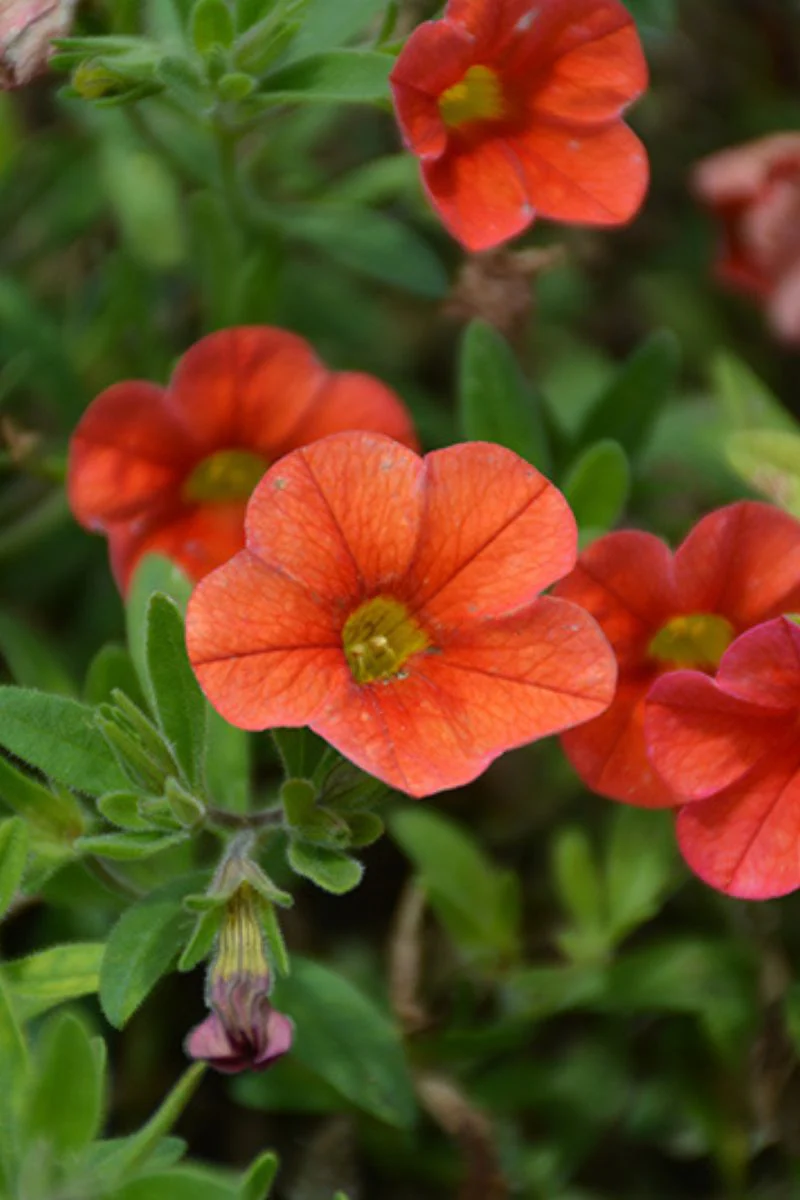 Calibrachoa Mini Famous Deep Orange