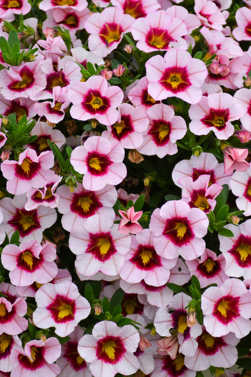 Calibrachoa Mini Famous Uno Pink Strike - Image 2