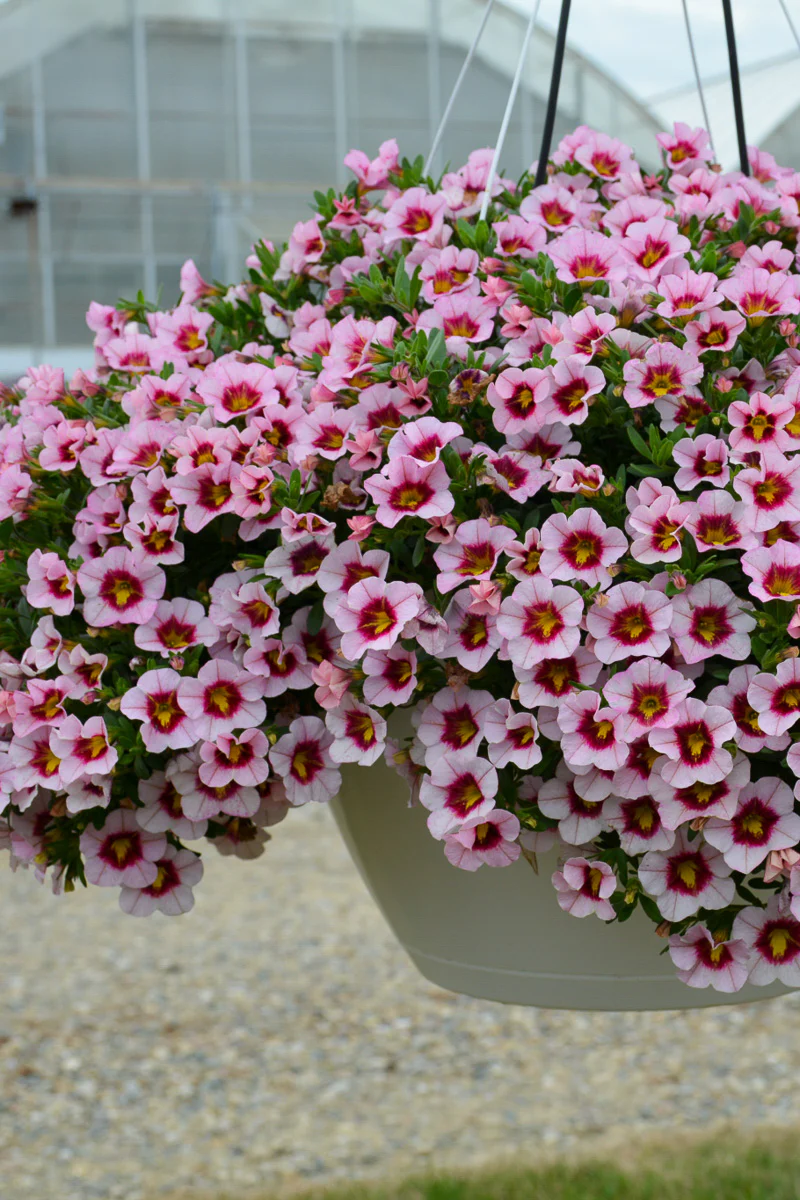 Calibrachoa Mini Famous Uno Pink Strike - Image 3