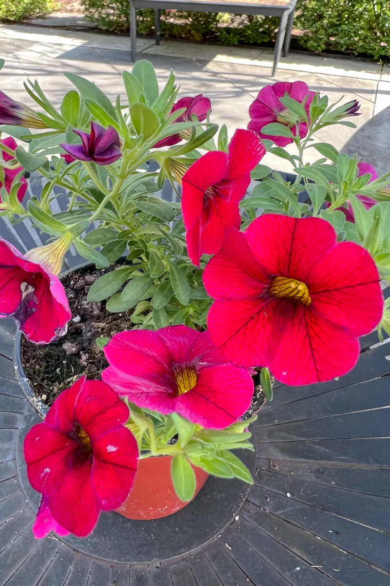 Calibrachoa, Red