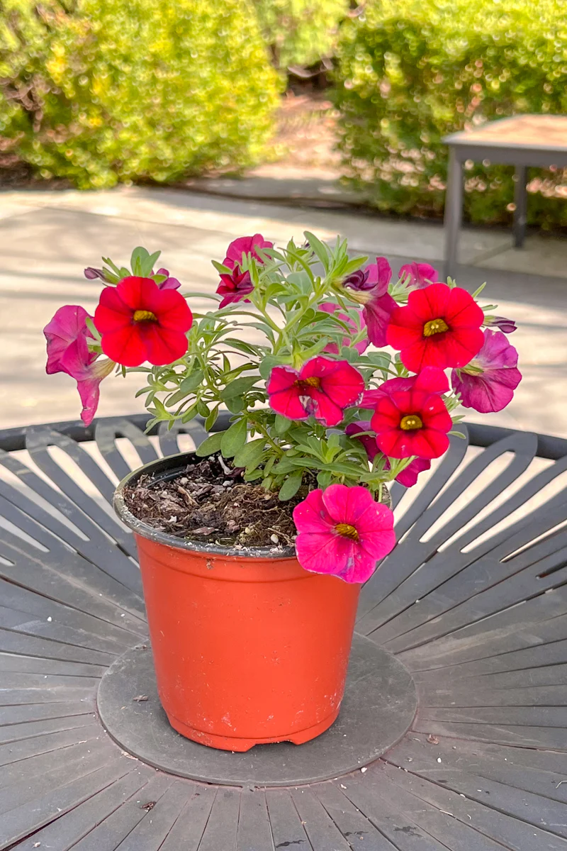 Calibrachoa, Red - Image 2
