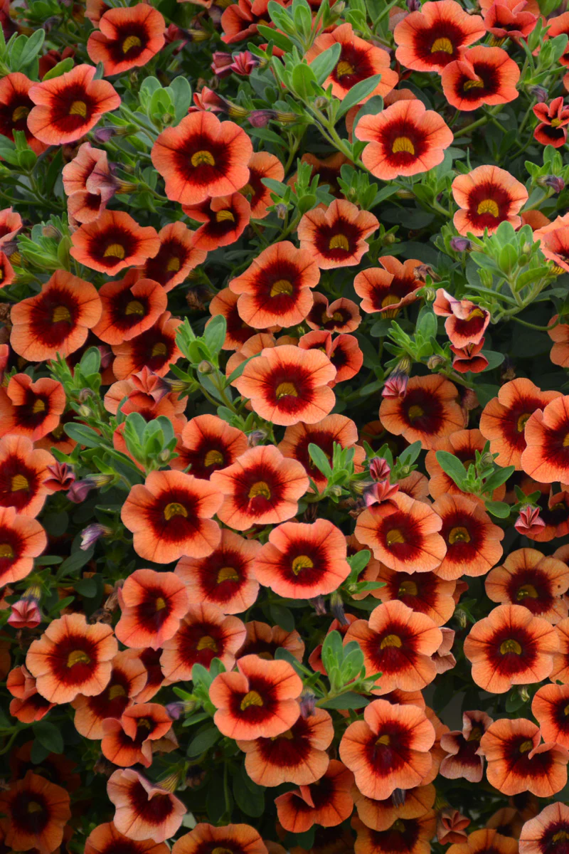 Calibrachoa, Superbell Tangerine Punch - Image 2
