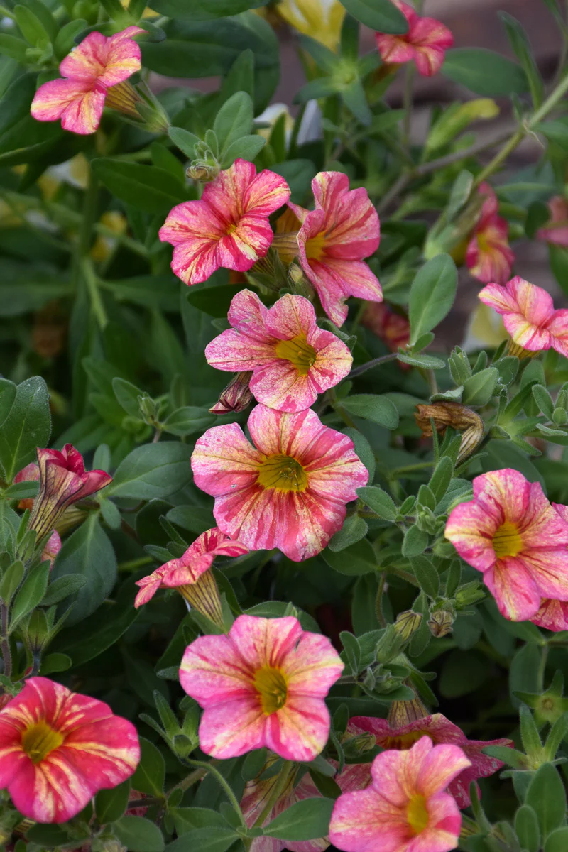 Calibrachoa, Superbell Tropical Sunrise - Image 2