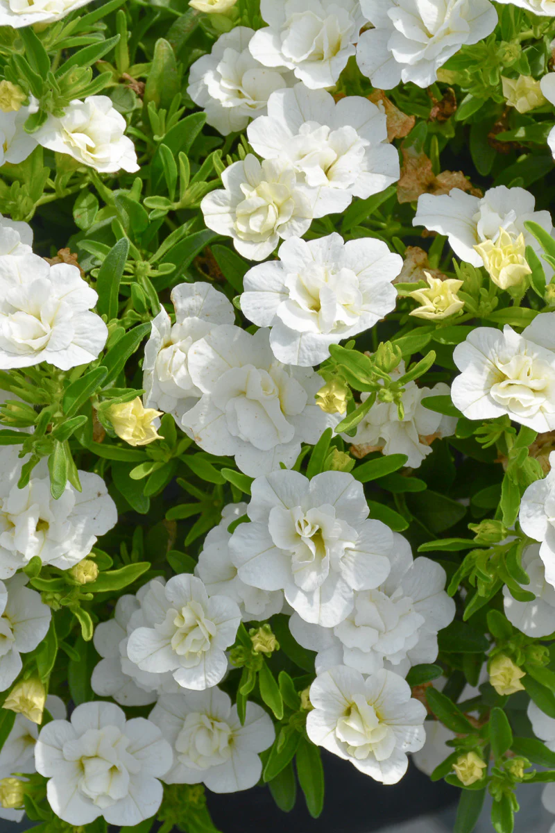 Calibrachoa, Superbells Double White Mono