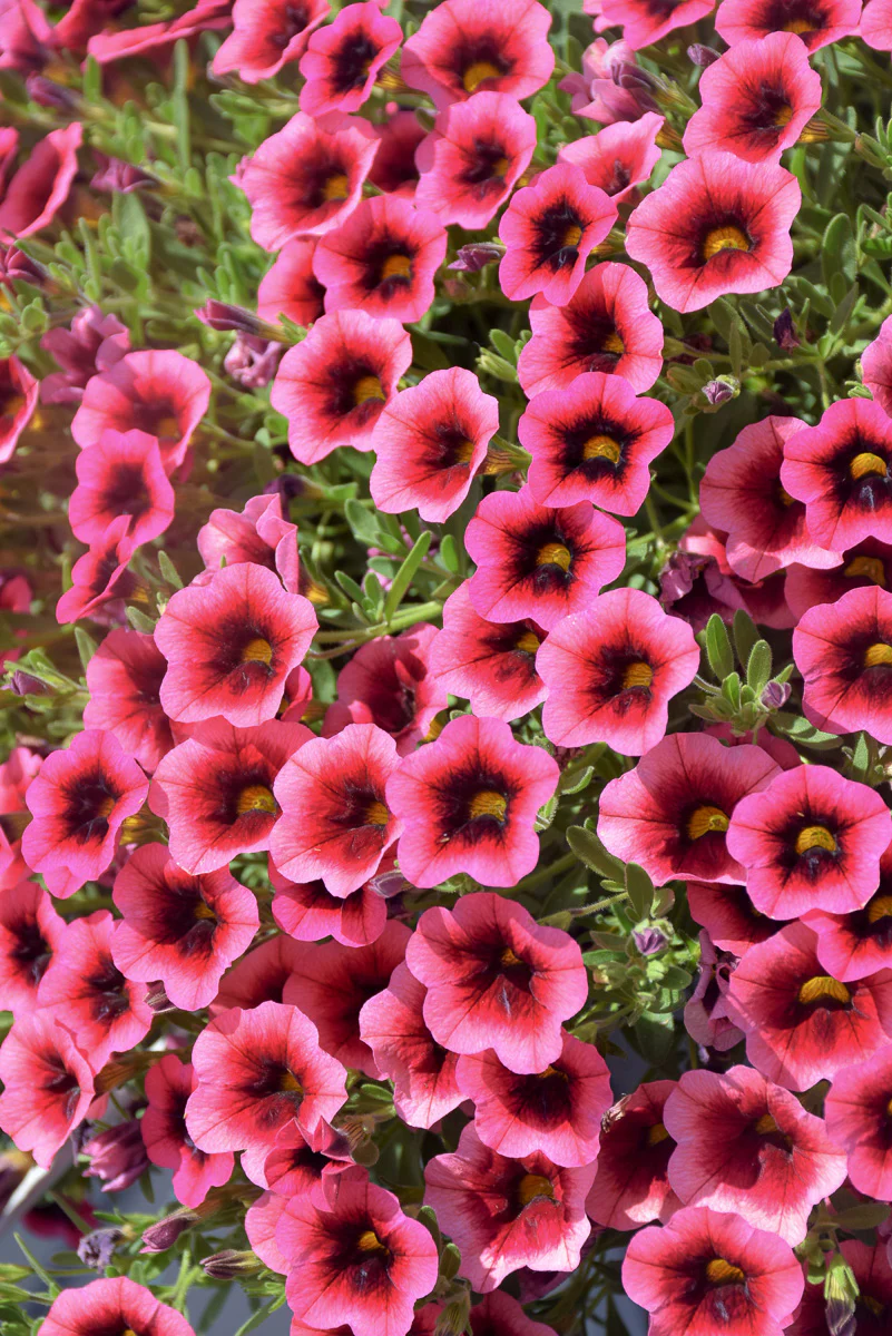 Calibrachoa, Watermelon Punch