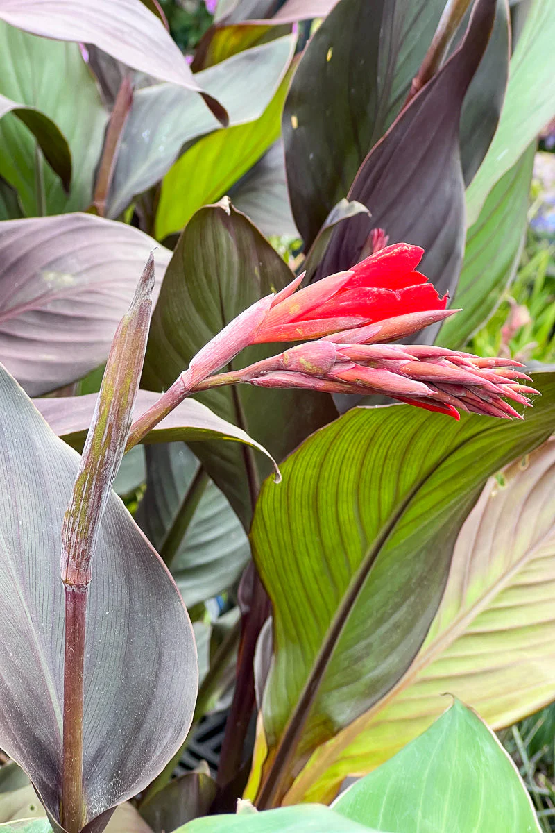 Canna, Cannova Bronze Scarlet