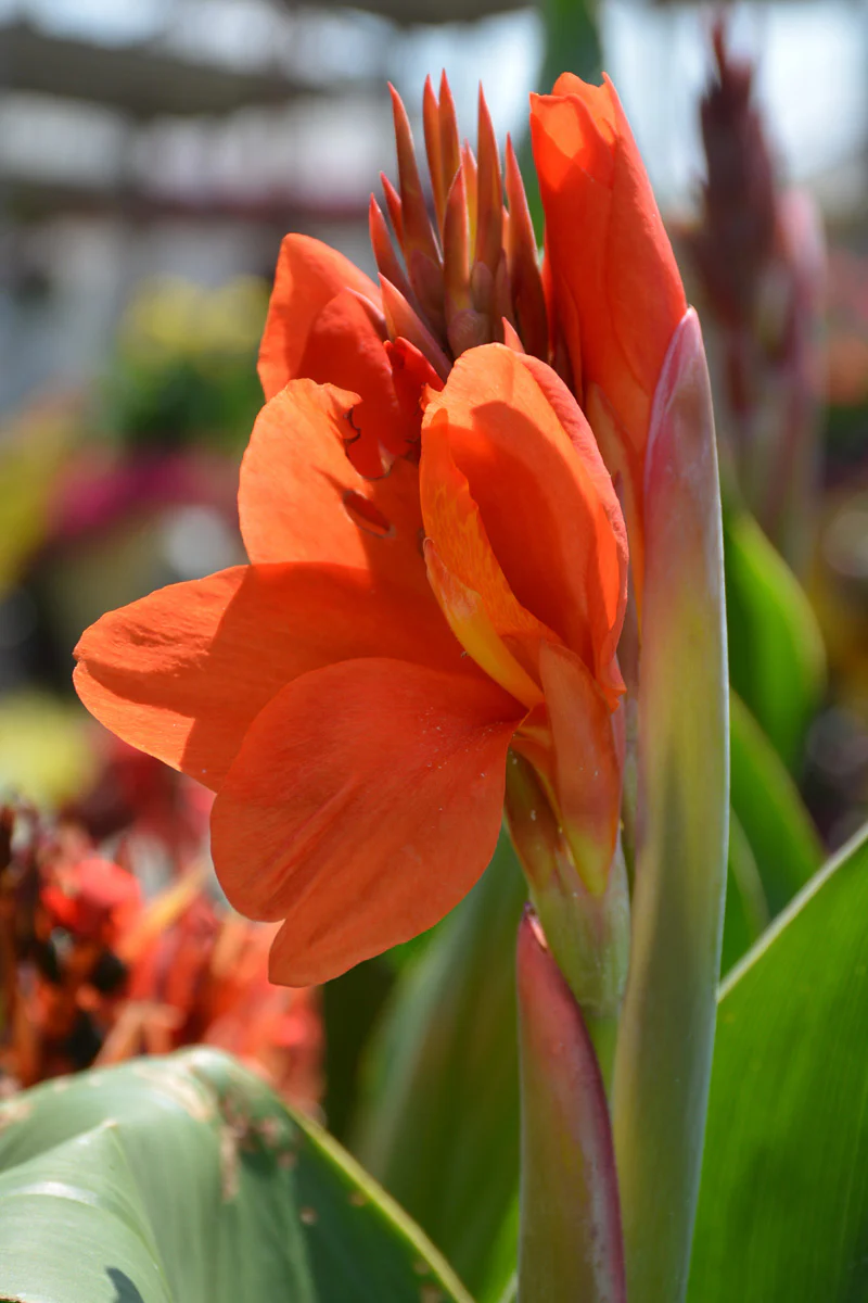Canna, Green Leaf Orange