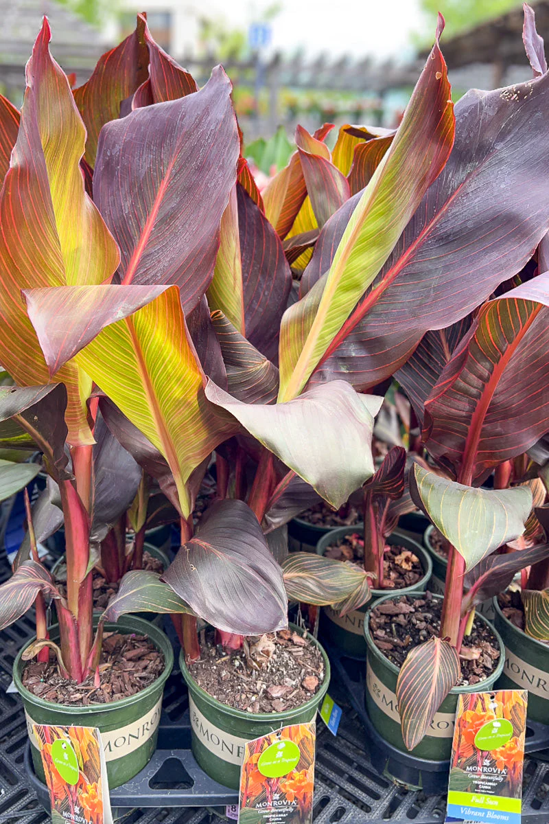 Canna Tropicana - Image 2