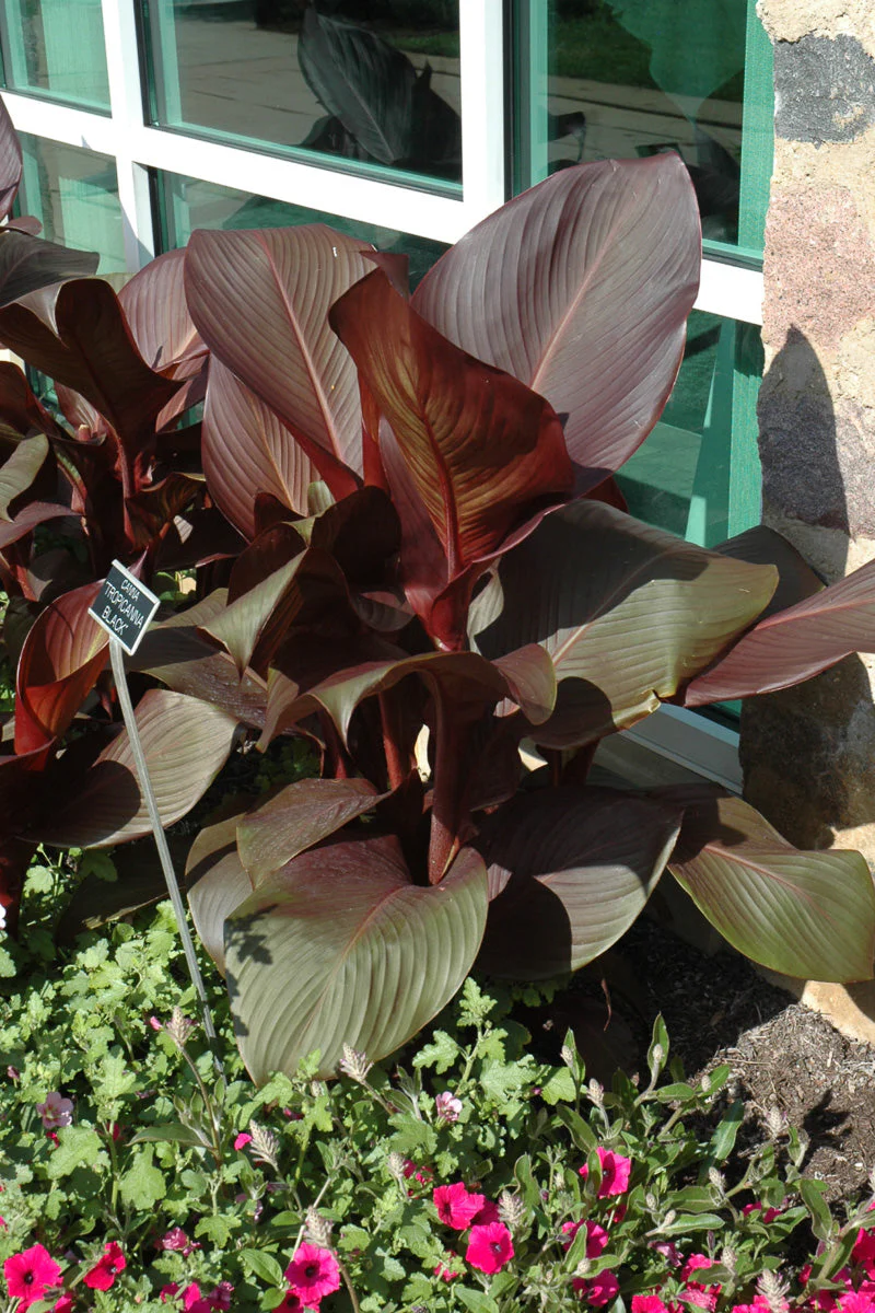 Canna Tropicana Black