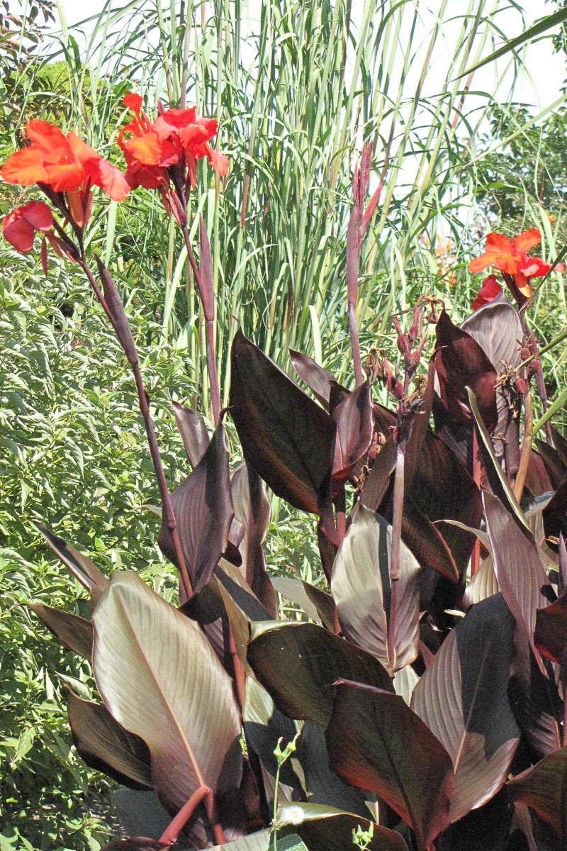 Canna Tropicana Black - Image 2