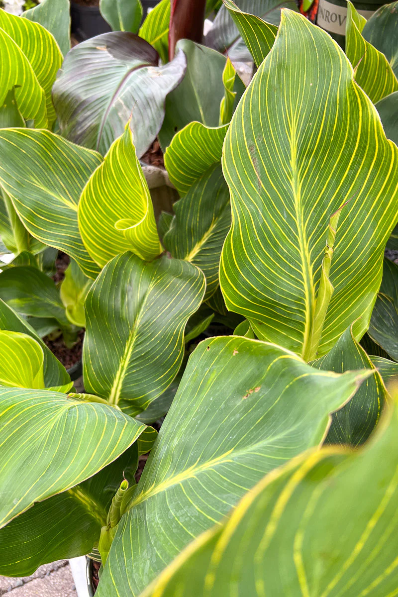 Canna Tropicana Gold