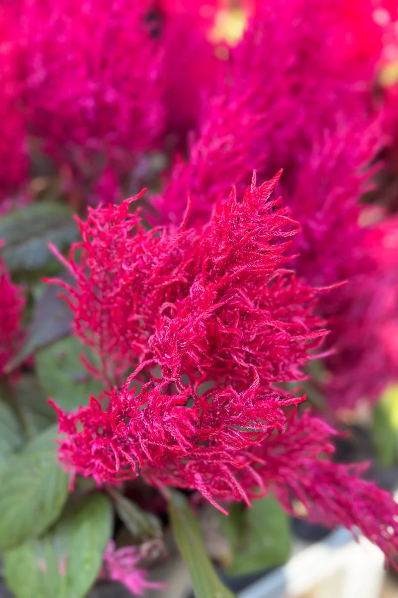 Celosia, Dragon's Breath - Image 2