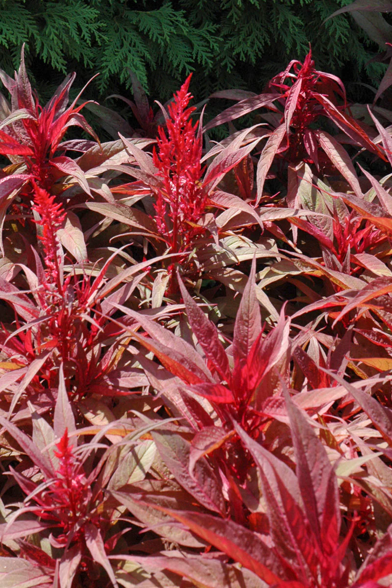 Celosia, Dragon's Breath - Image 3