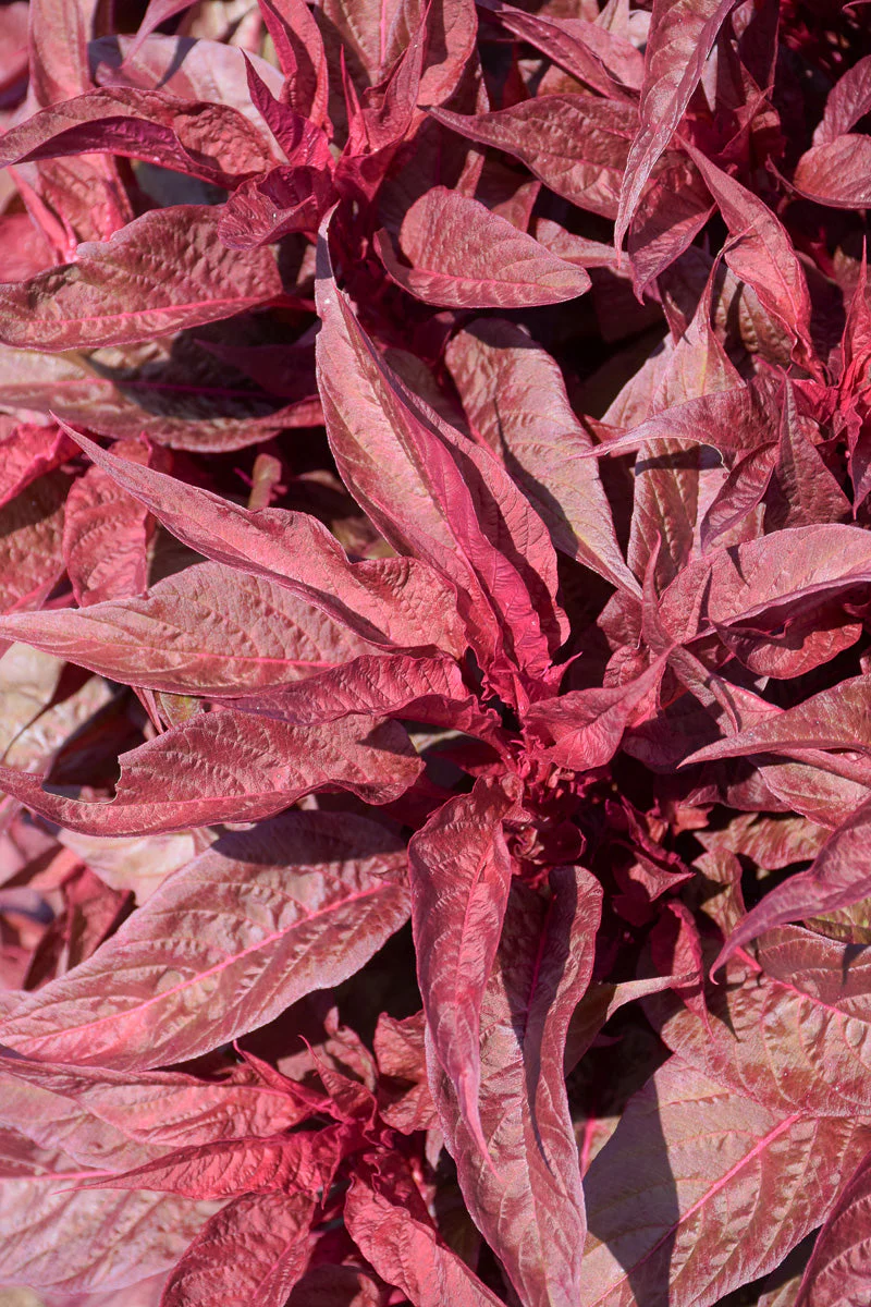 Celosia, Dragon's Breath - Image 4