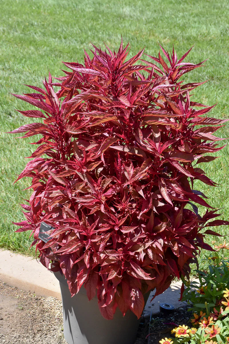 Celosia, Dragon's Breath - Image 5