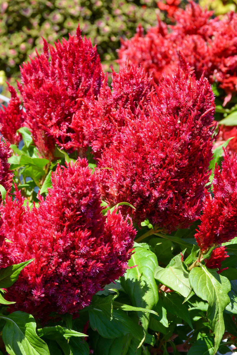 Celosia, First Flame Scarlet - Image 2