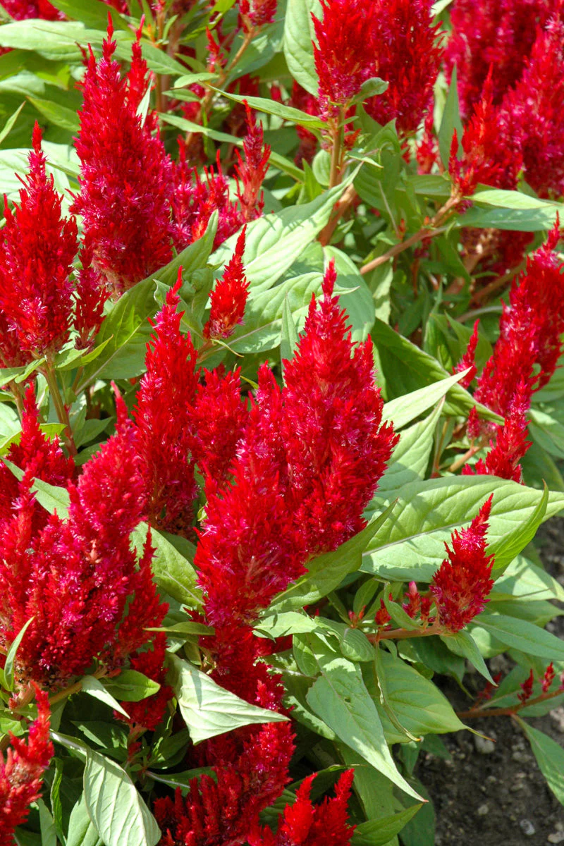 Celosia, First Flame Scarlet - Image 3