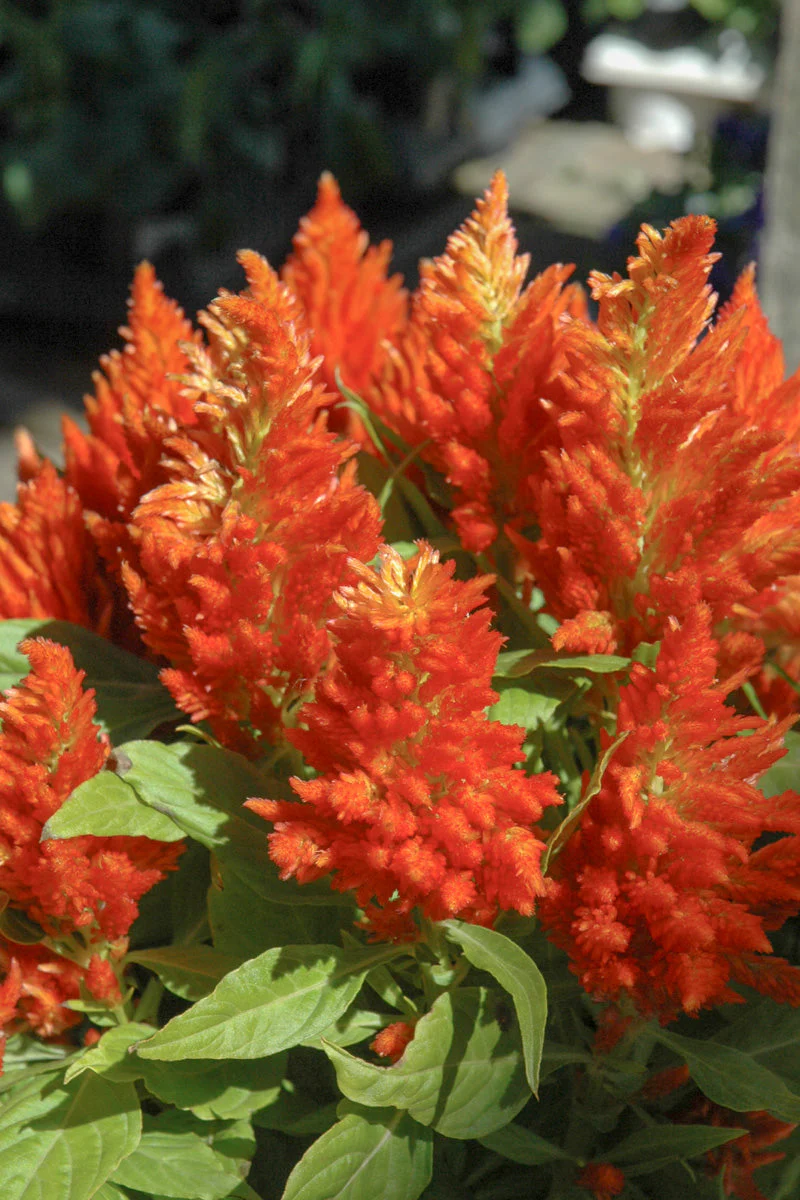 Celosia, Orange
