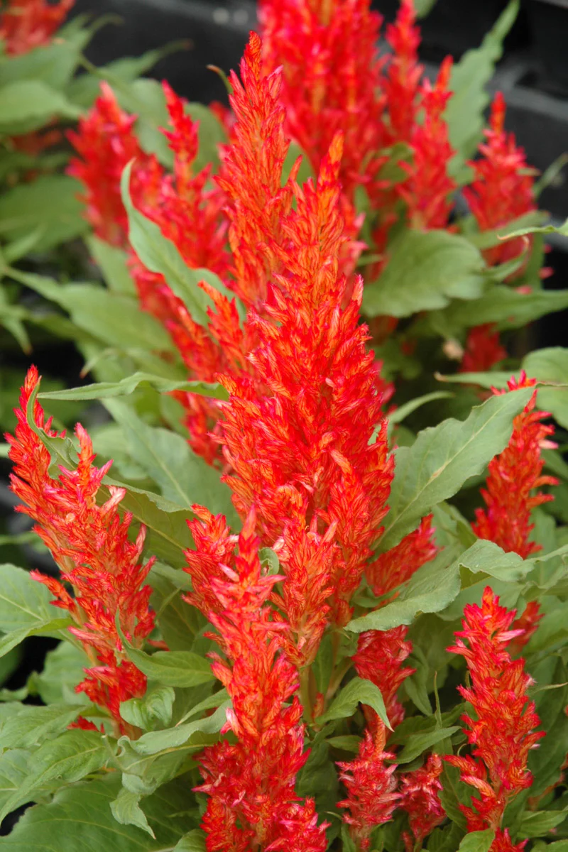 Celosia, Plumosa