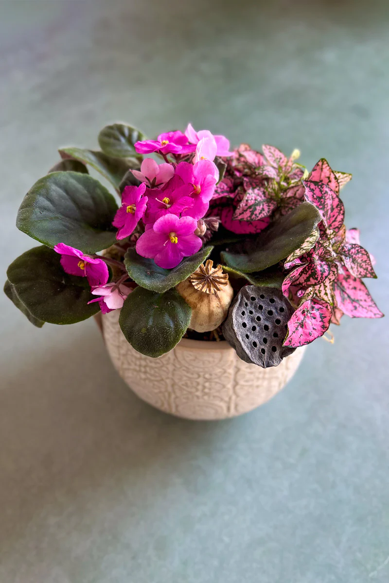 Chalet Signature Boho African Violet Francis 6"