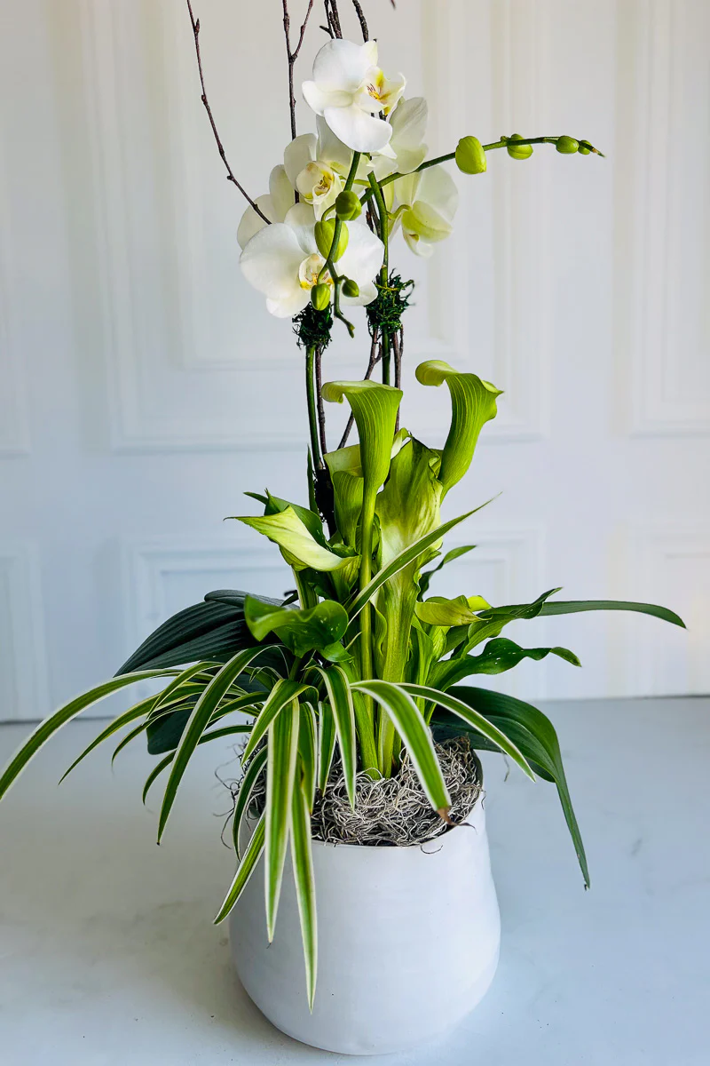 Chalet Signature Clean & Classic Calla Orchid Tegan 7"