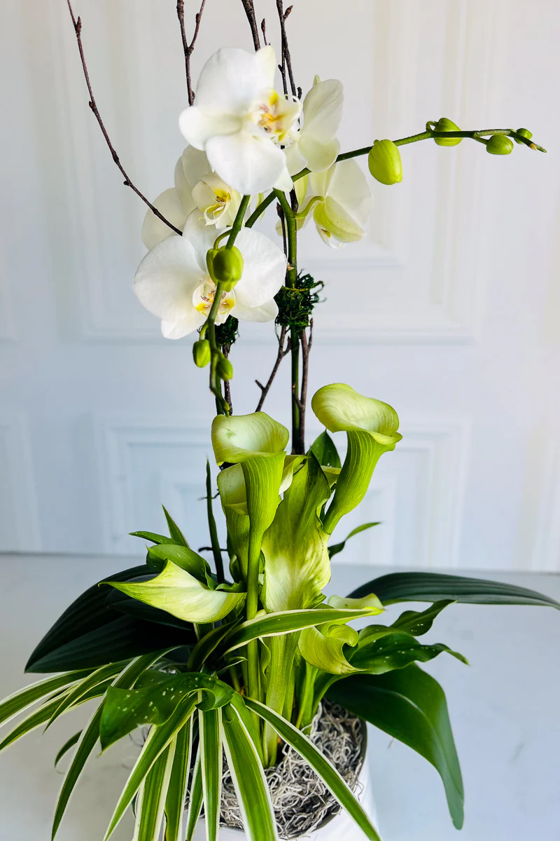 Chalet Signature Clean & Classic Calla Orchid Tegan 7" - Image 2