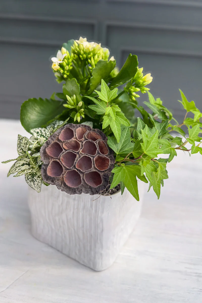 Chalet Signature White Flowering - Image 3
