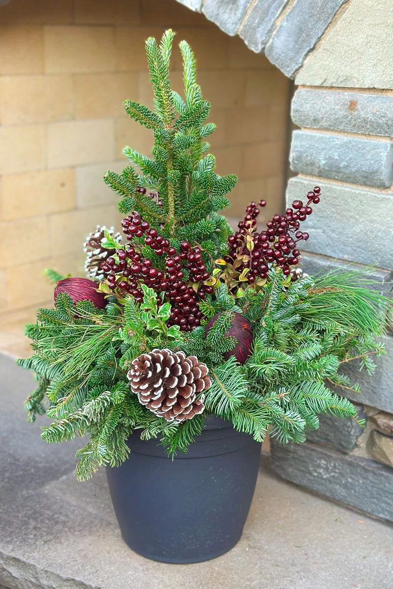 Chalet Signature White Tip & Burgundy Emma 12" - Image 3