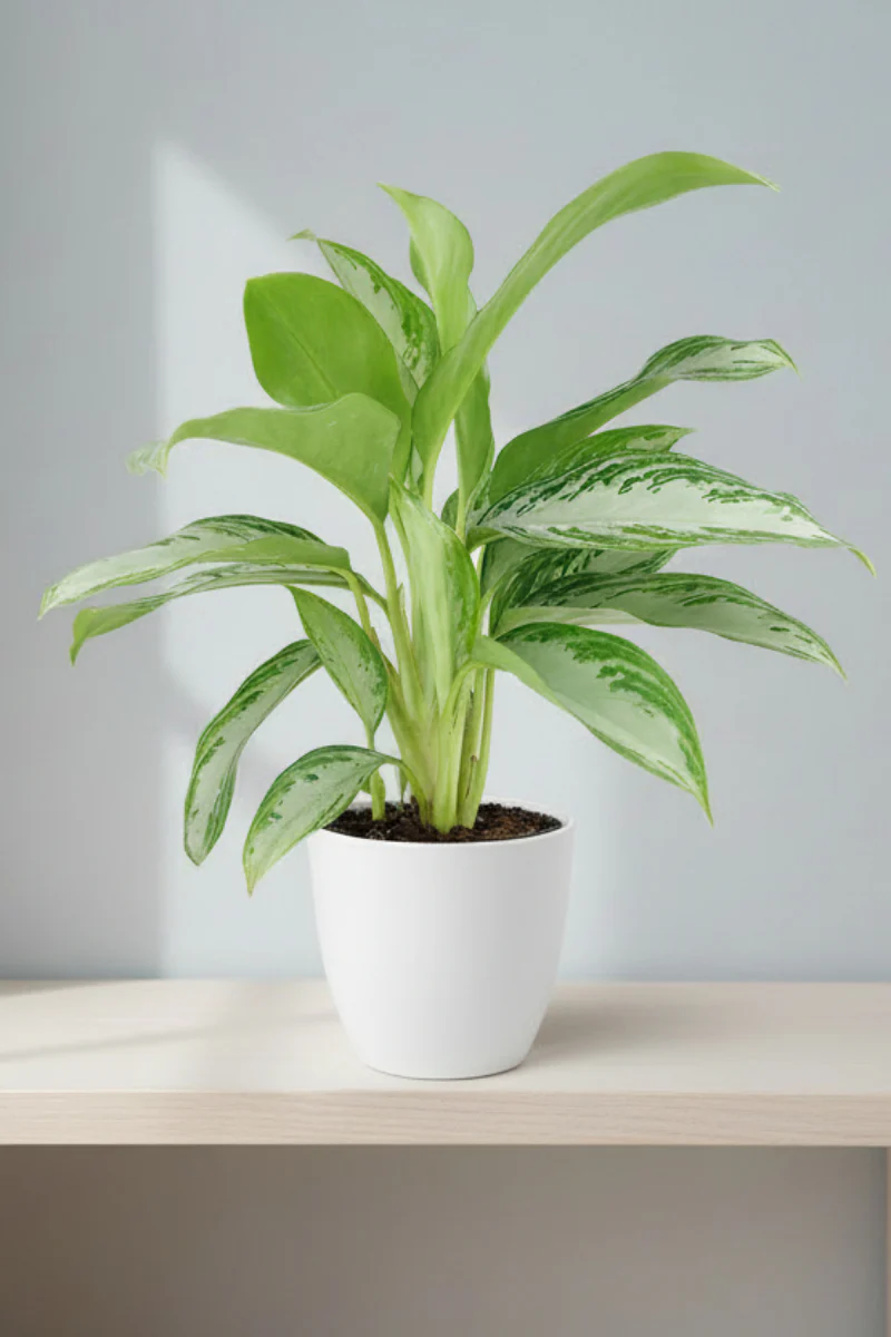 Chinese Evergreen, Leprechaun 6"