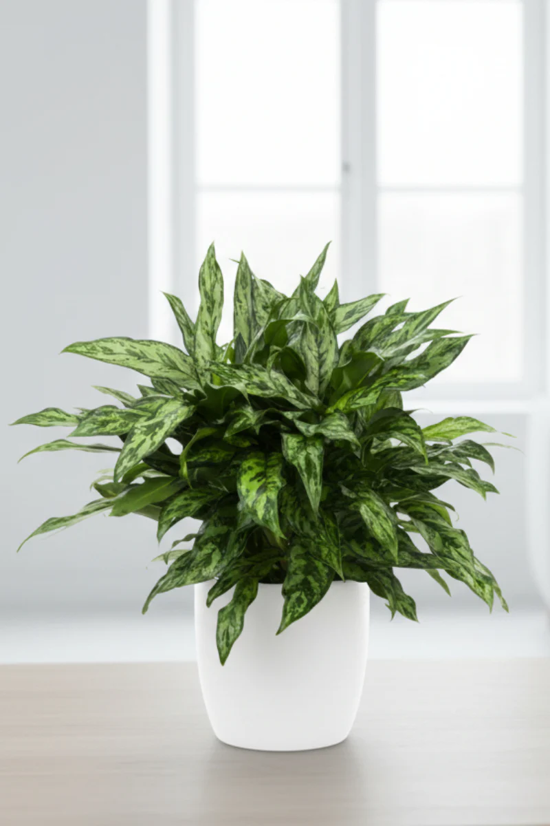 Chinese Evergreen, Romeo 10"