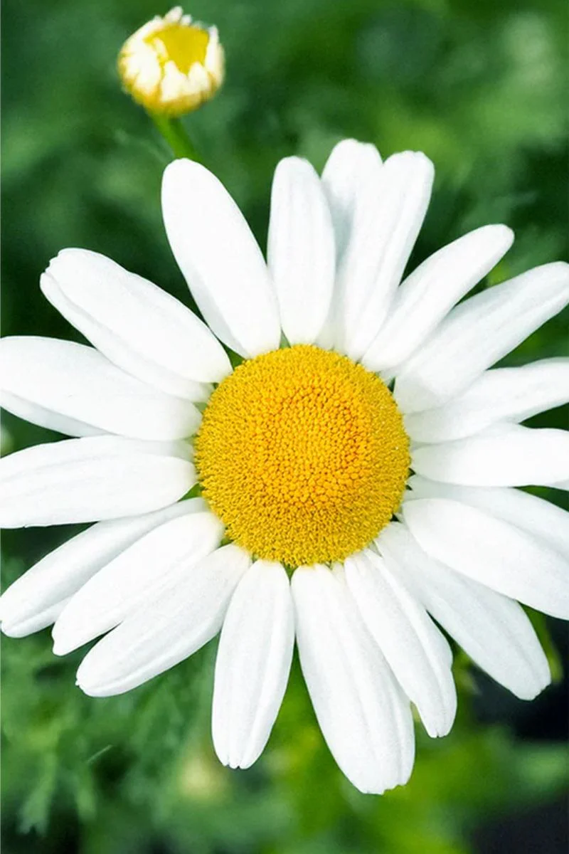 Chive Chamomile Flower Seeds - Image 2