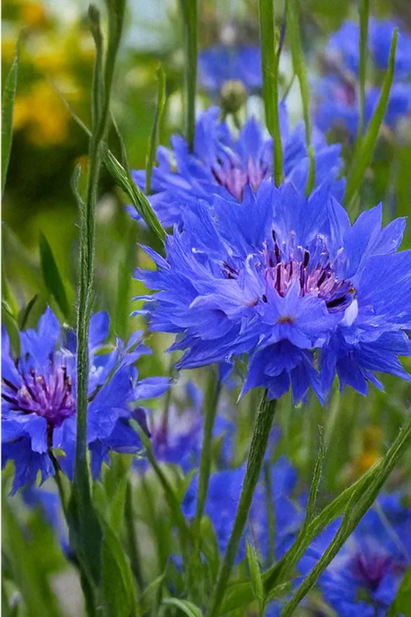 Chive Cornflower Blue Seeds - Image 2