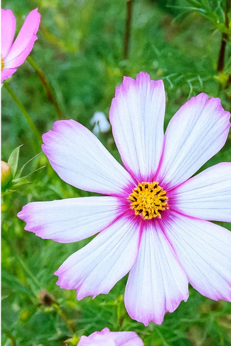 Chive Cosmos Flower Seeds - Image 2