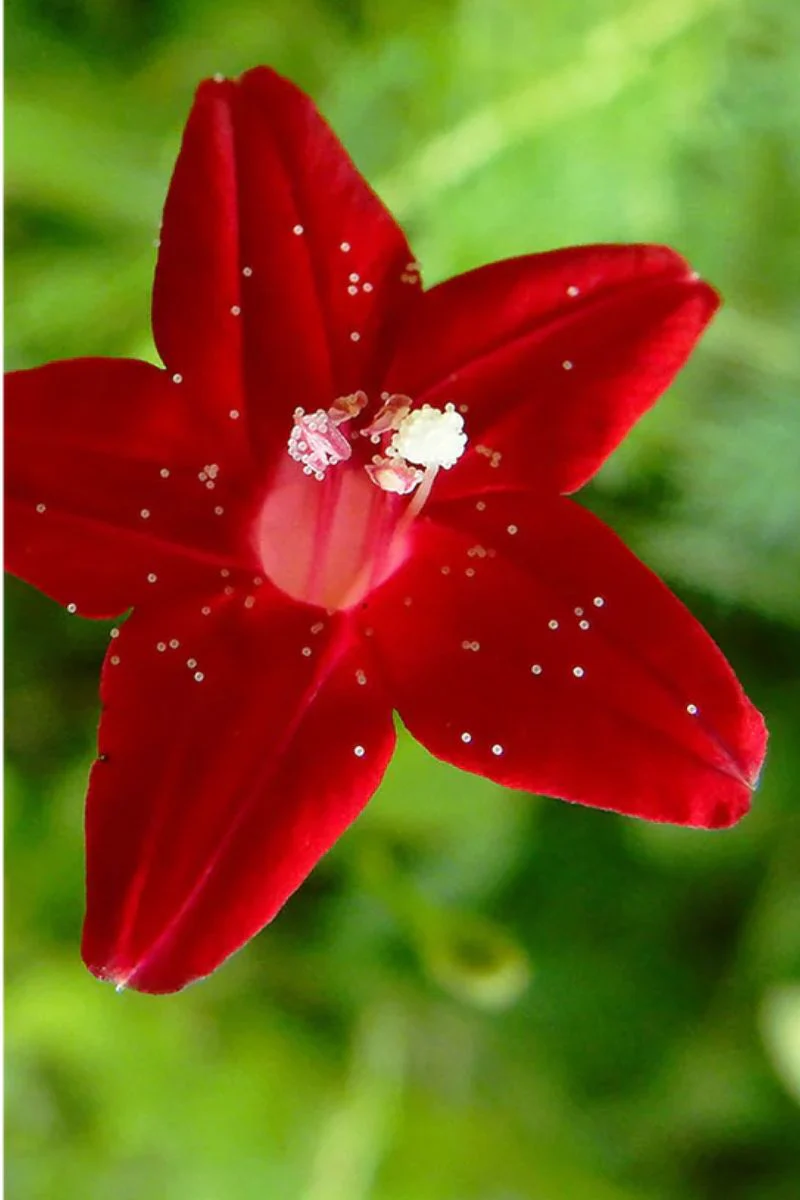 Chive Cypressvine Star Glory Flower Seeds - Image 2
