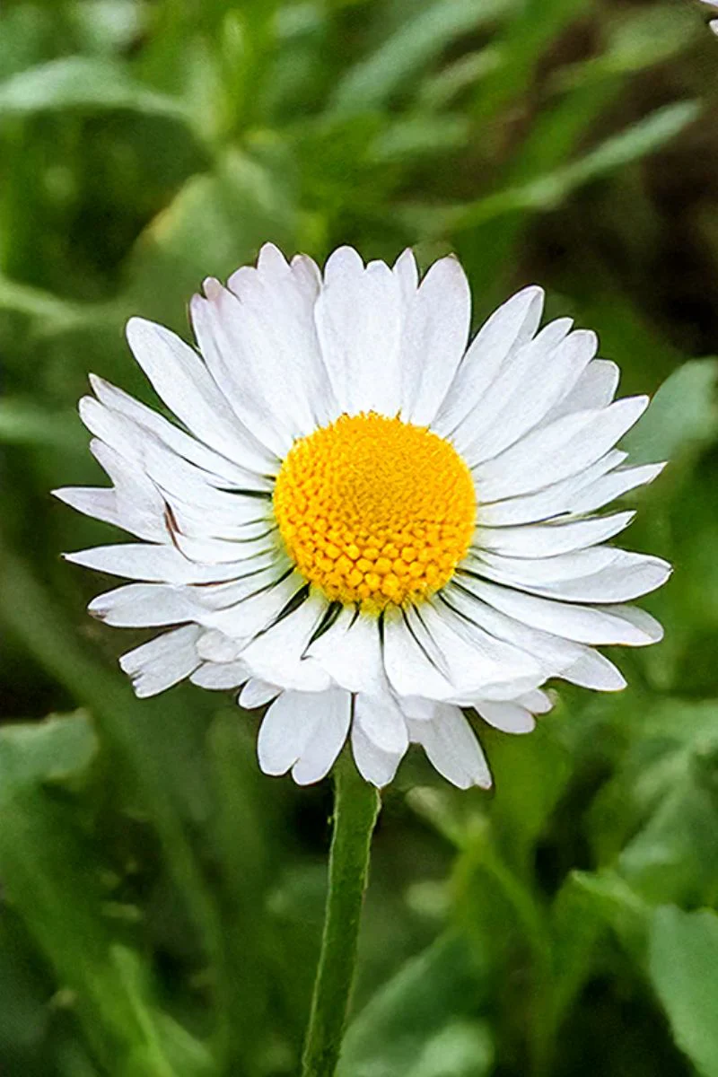 Chive Daisy Flower White Seeds - Image 2