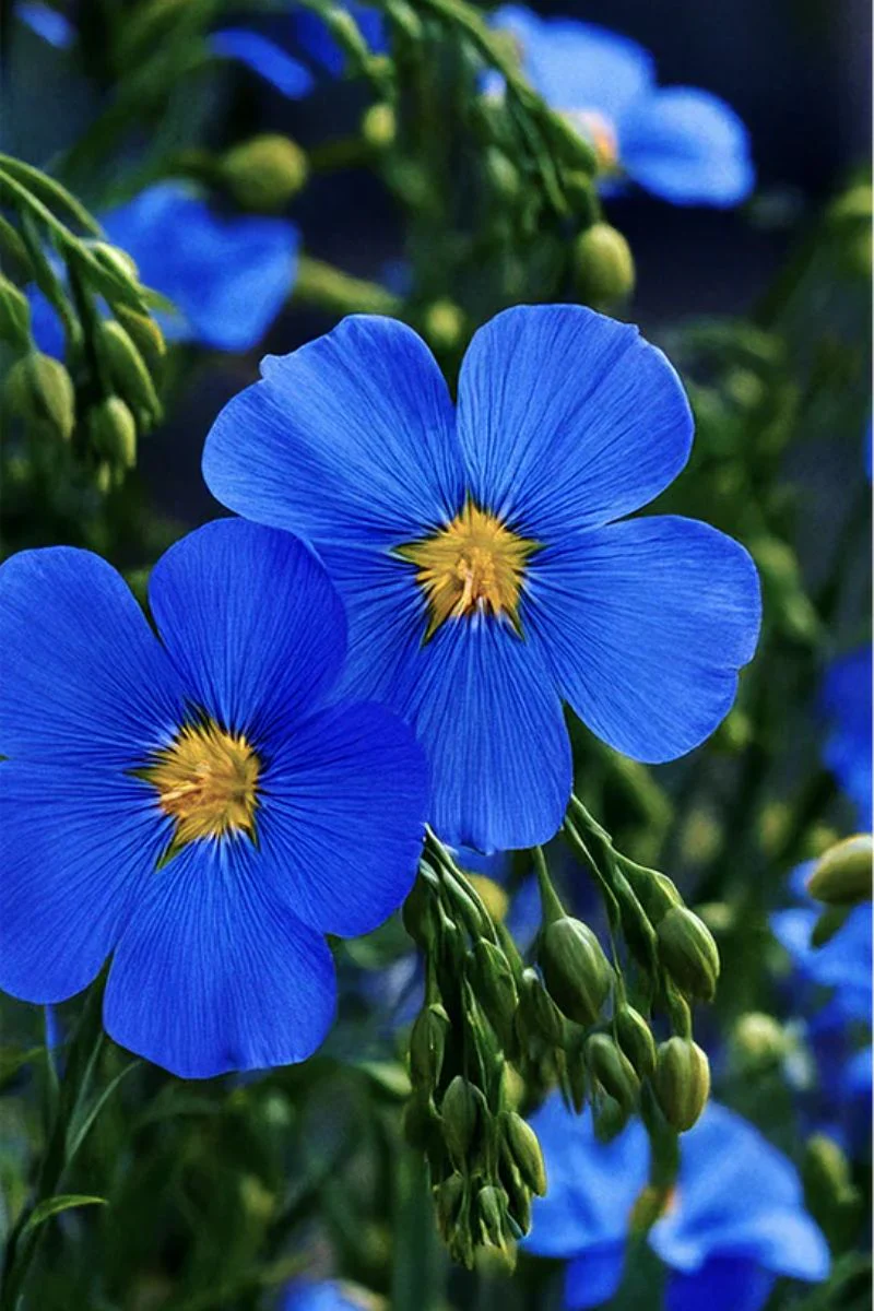 Chive Flax Blue Flower Seeds - Image 2