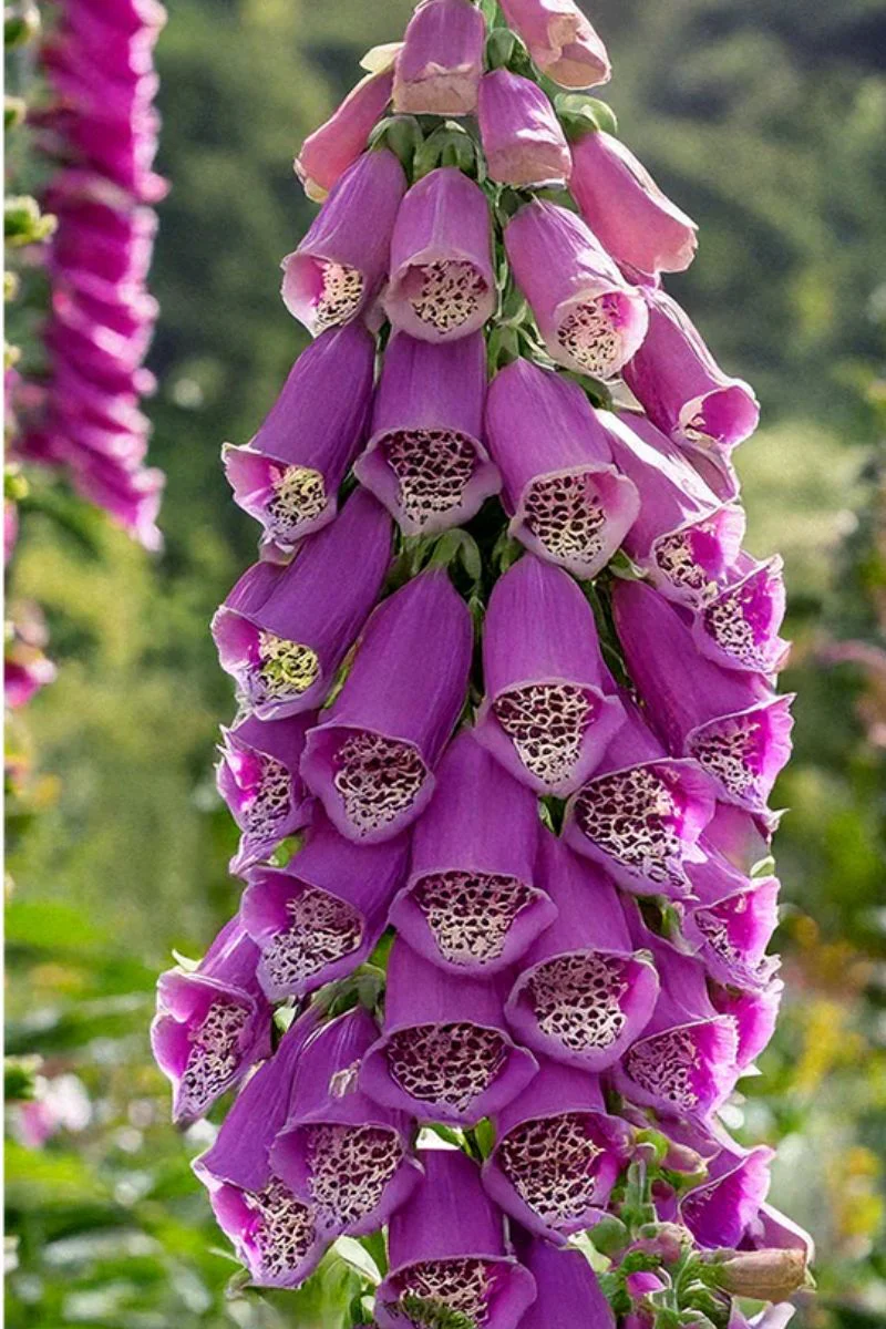 Chive Foxglove Flower Seeds - Image 2