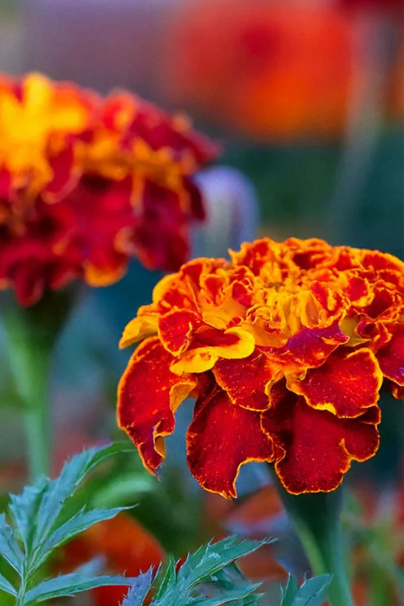 Chive French Marigold Flower Seeds - Image 2