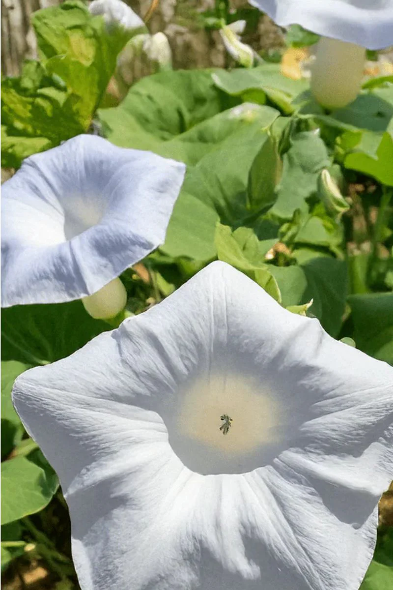 Chive Giant Moonflower Seeds - Image 2