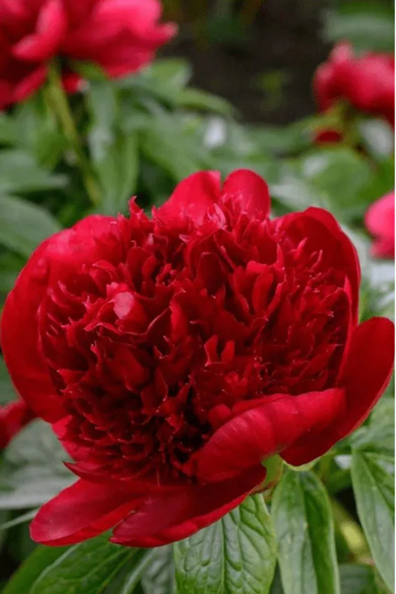 Chive Herbaceous Peony Flower Seeds - Image 2