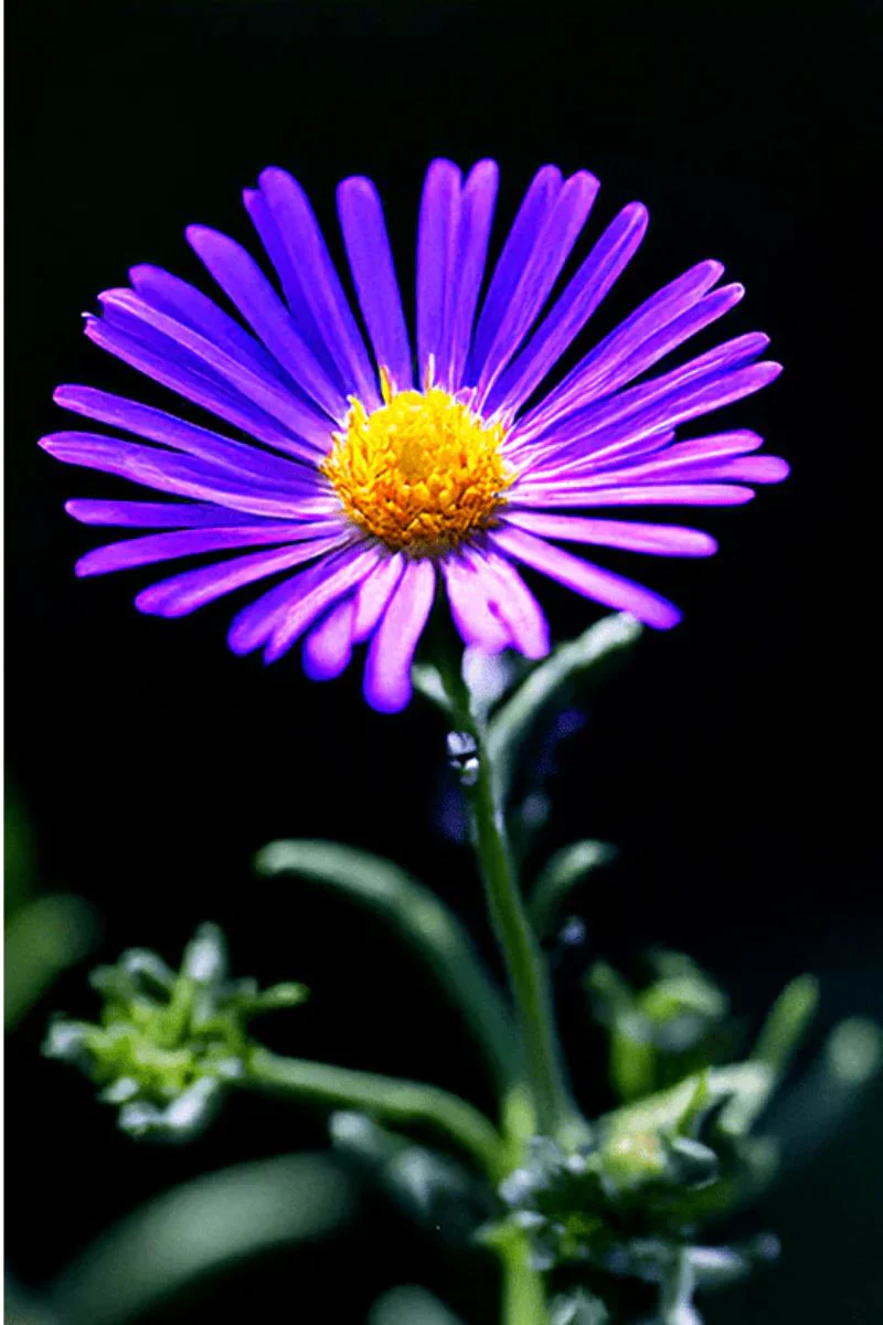 Chive Immortelle Flower Seeds - Image 2