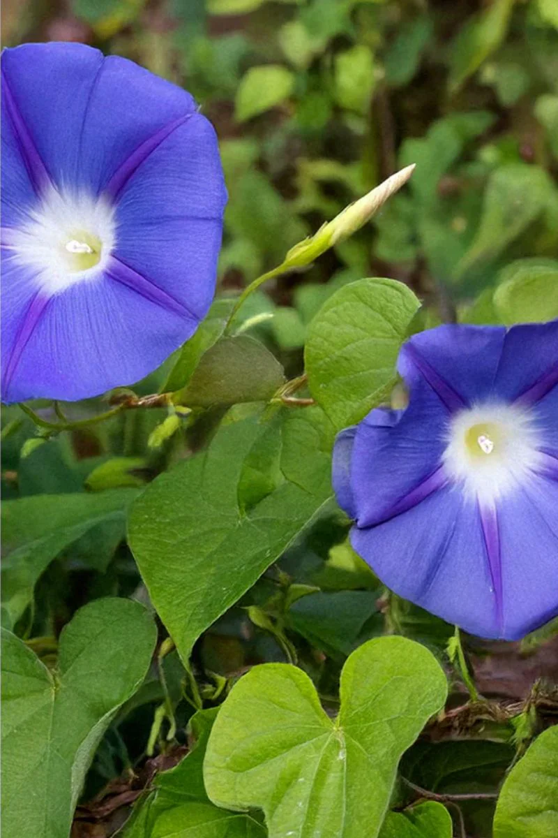 Chive Morning Glory Flower Seeds - Image 2