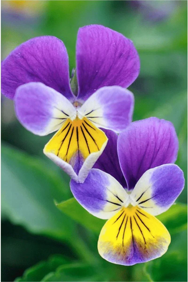 Chive Pansy Flower Seeds - Image 2