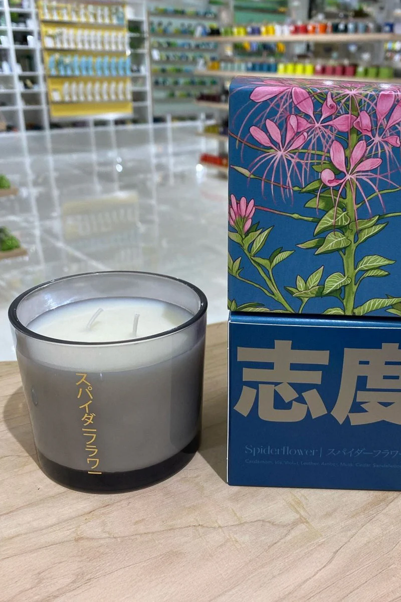 Chive Shido Candle Spiderflower 8 oz
