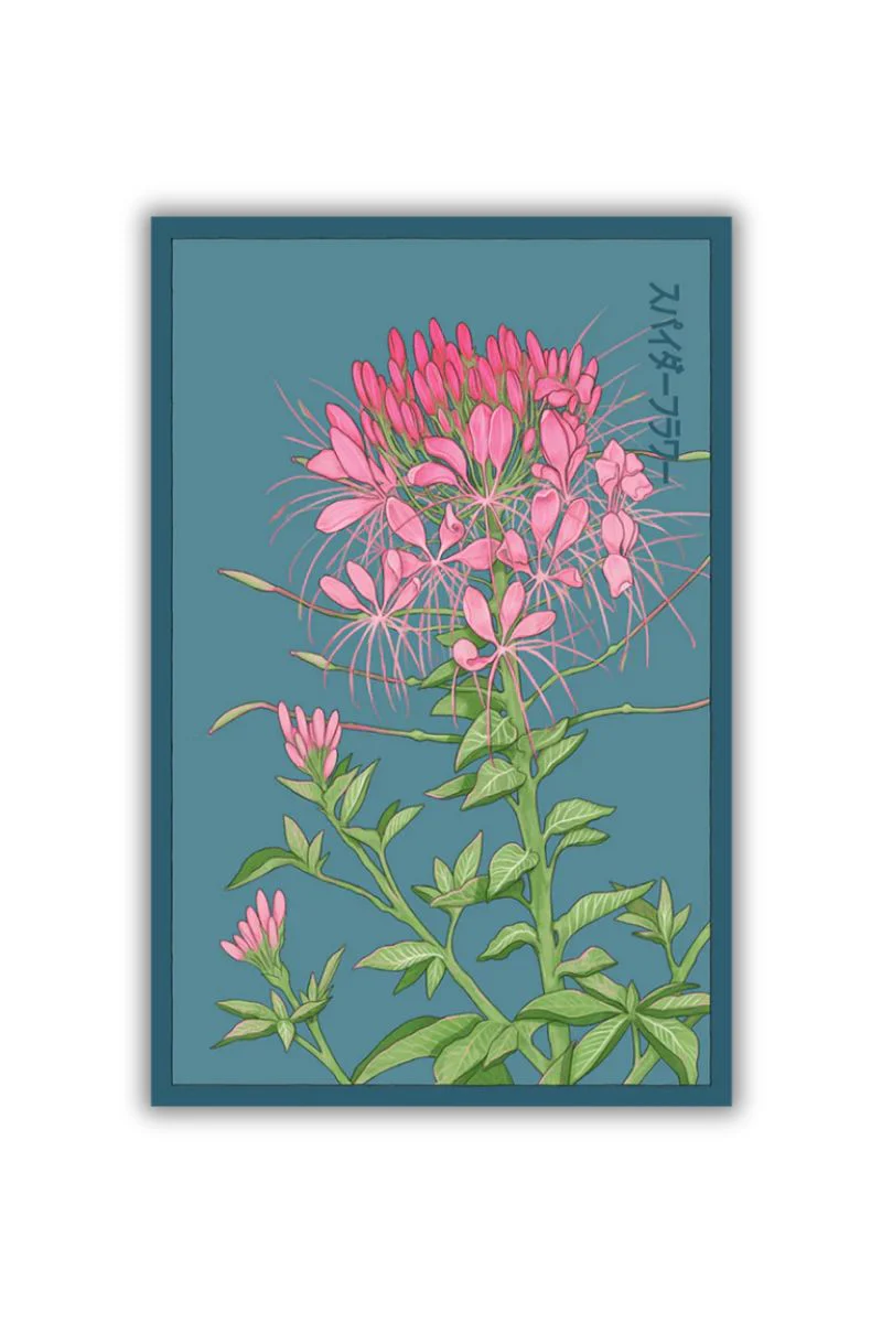 Chive Spiderflower Flower Seeds
