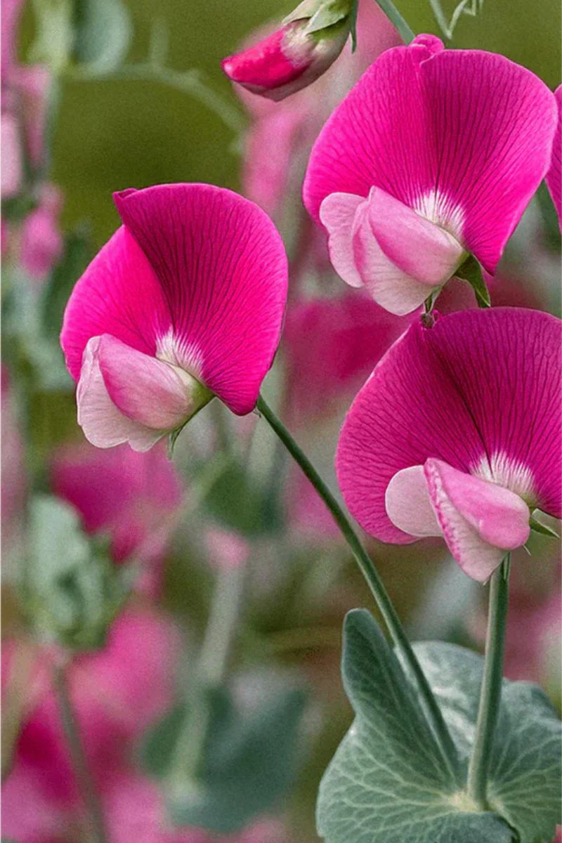 Chive Sweet Pea Flower Seeds - Image 2